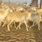 غنم حرش كفو