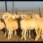رخال حريه صنف جروم نادره (تم البيع)