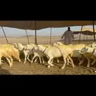 غنم حرية حرش كفو