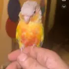 انثى كنيور اناناس منتجة شرط