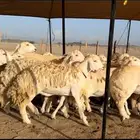رخال حريات صغار سن (تم البيع)