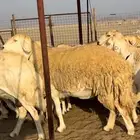 غنم حريات صنف جروم نوادر