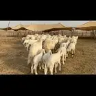 غنم حرية متابيع طايفيه صنف 35 تحتها 35