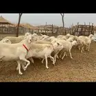 غنم حريات حرش جروم 50