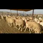 غنم حرية موة القناي حرش صنف 52