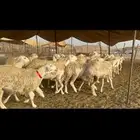 غنم حرية صنف حررش قطعه وحده 38