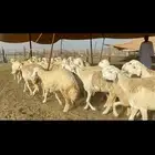 غنم حرية حرش صنف 46