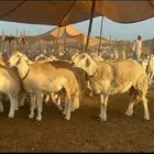 غنم حرية الوبره الملكيه صنف وجرم 62 بفحلين