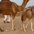 ناقه خلفه حمراء جرم وزين وهاديه هش