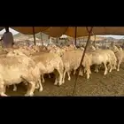 غنم حرية جروم صنف من الحريت النوادر 70