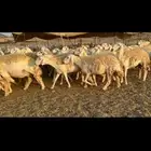 غنم حرية صنف الصنف شي نادر ماشاءالله 116