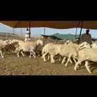 غنم حرية جروم حرش الوبره الملكيه 83