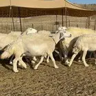 غنم حرية مقنوي جروم 25 راس