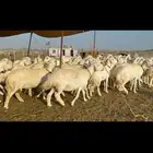 غنم حرية طايفيه مراح واحد تنصفط للقناي 49