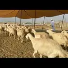 غنم حريات حرش منوة القناي 96
