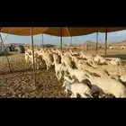 غنم حرية متابيع مراح واحد غنم سرحه 121 تحتها 29