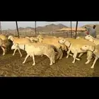 رخال حرية نواهي جروم نخبه 62 تحتها 10 بلفحل