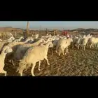 غنم حرية منوة القناي 70 بلفحل