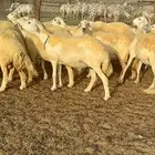 غنم حرية حرش صنف فاخر 78 بفحولها وتحتها 6