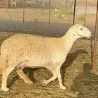 غنم رخال صنف الصنف جروم مقنوي 61 بلفحل