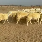 غنم حرية حرش صنف الصنف