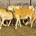 غنم رخال مقنوي صنف وبره ملكيه 38 ومعاها فحلين