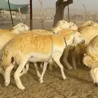 غنم حرية مراح واحد صنف نادر 50 راس