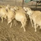 غنم حرية حرش صنف مراح مقنوي 50