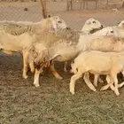 غنم حرية صنف حرش 48 تحتها 14 بلفحل