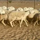 غنم حرية جروم مراح واحد وسم واحد 91