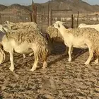 غنم حرية حررش صنف مراح واحد 57 تحتها 3