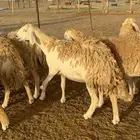غنم رخال صنف نوادر مراح كفو 90 تحتها 3 بلفحل