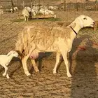 غنم حرية رخال صنف حررش 40 تحتها 4