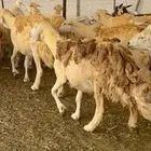 غنم حريات مراح واحد 74 تحتها 52