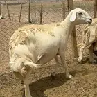 غنم حريات حرش جرروم مراح ملكي ماشاءالله 61