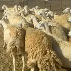 غنم حرية حرش دفيع مقرربه 66 ومعاها فحلين