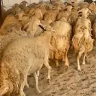 غنم حريات جروم حرش ماشاءالله