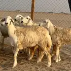 غنم رخال حرية صنف كلها جذعات 40 ماشاءالله