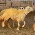 غنم رخال حرية صنف نادره وبره ملكيه 40