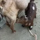 تيس لباني زبدة