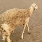 غنم حرية صنف نوادر جروم حرش 90 مراح كفو