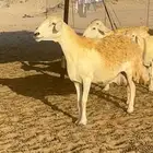غنم حرية حرش صنف منوة القناي 21 تحتها 1