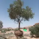 أشجار زيتون للبيع معمر وغير معمر