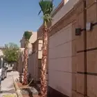 أشجار زيتون واشجار زينه للبيع