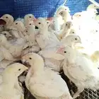 صوص لاحم عمر 15 يوم