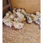 صوص سوساكس الانجليزي ذهبان جده