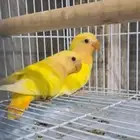زوج روز أورنج أوبلاين