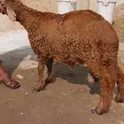 غنم لحم سواكني حري مع التغليف وطبخ مع التوصيل