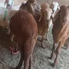 ذبايح ثلاجة مع الذبح والتوصيل
