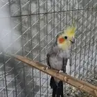 ذكر كروان